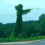 kudzu