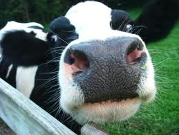 dairy cow